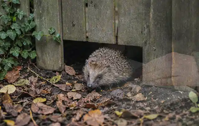 Igel nutzt einen bodennahen Durchgang unter einem hölzernen Gartenzaun; Thema Gartenstühle, Schwerpunkt Reinigung; Umsetzung.