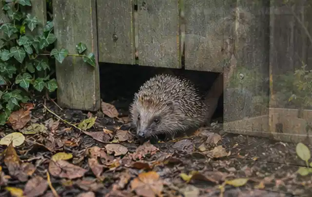 Igel nutzt einen bodennahen Durchgang unter einem hölzernen Gartenzaun; Thema Gartenstühle, Schwerpunkt Reparatur; Kontrolle.