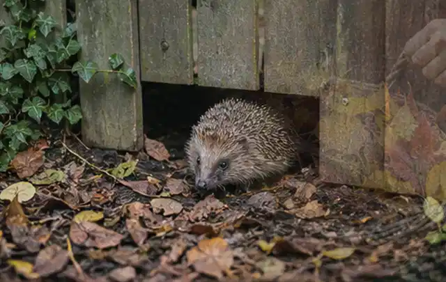 Igel nutzt einen bodennahen Durchgang unter einem hölzernen Gartenzaun; Thema Gartenstühle, Schwerpunkt Sicherheit; Ergebnis.