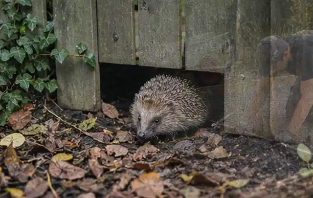Igel nutzt einen bodennahen Durchgang unter einem hölzernen Gartenzaun; Thema Gartenstühle, Schwerpunkt Systemvergleich; Praxisalltag.