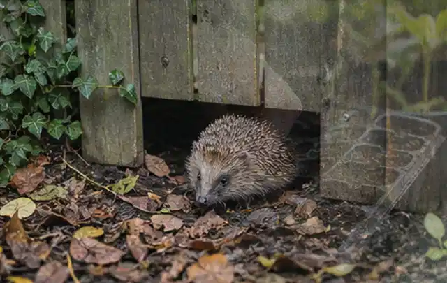 Igel nutzt einen bodennahen Durchgang unter einem hölzernen Gartenzaun; Thema Gartenstühle, Schwerpunkt Vergleich; Kontrolle.