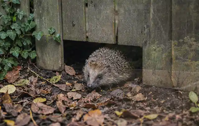 Igel nutzt einen bodennahen Durchgang unter einem hölzernen Gartenzaun; Thema Gartenstühle, Schwerpunkt Wartung; Kontrolle.