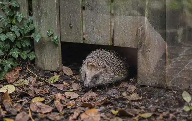 Igel nutzt einen bodennahen Durchgang unter einem hölzernen Gartenzaun; Thema Gartentische, Schwerpunkt Anwendung; Umsetzung.
