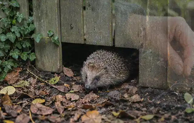 Igel nutzt einen bodennahen Durchgang unter einem hölzernen Gartenzaun; Thema Gartentische, Schwerpunkt Bestenliste; Kontrolle.