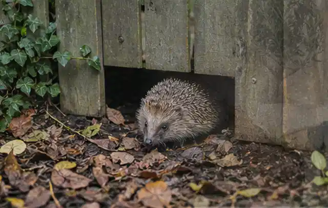 Igel nutzt einen bodennahen Durchgang unter einem hölzernen Gartenzaun; Thema Gartentische, Schwerpunkt Checkliste; Kontrolle.