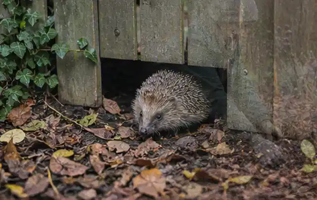 Igel nutzt einen bodennahen Durchgang unter einem hölzernen Gartenzaun; Thema Gartentische, Schwerpunkt Dimensionierung; Ergebnis.