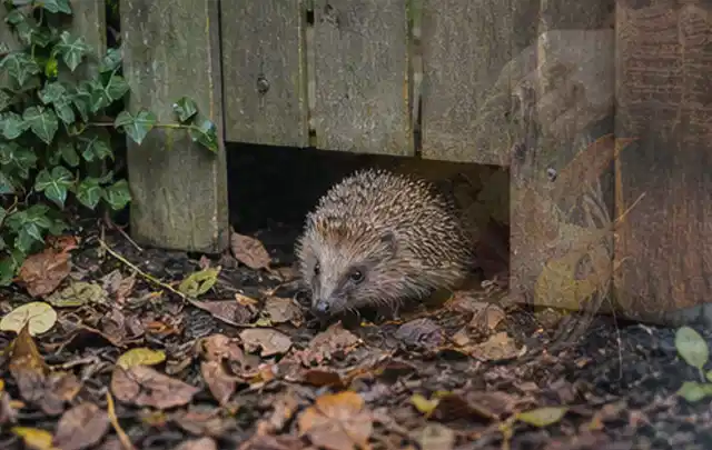 Igel nutzt einen bodennahen Durchgang unter einem hölzernen Gartenzaun; Thema Gartentische, Schwerpunkt Ersatzteile; Kontrolle.