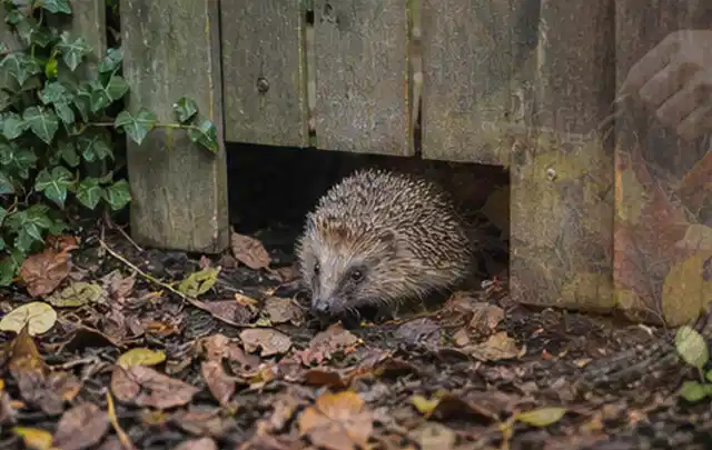 Igel nutzt einen bodennahen Durchgang unter einem hölzernen Gartenzaun; Thema Gartentische, Schwerpunkt Fehlerhilfe; Praxisalltag.