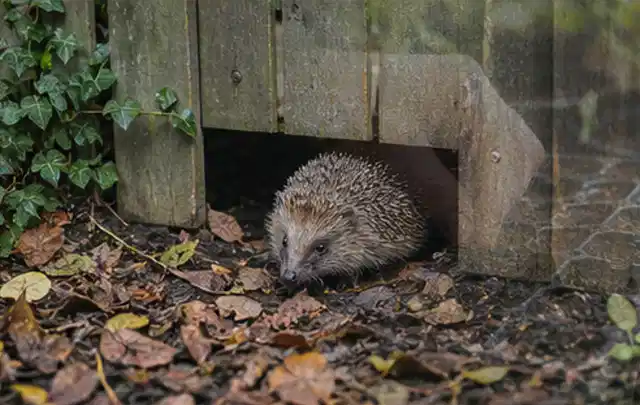 Igel nutzt einen bodennahen Durchgang unter einem hölzernen Gartenzaun; Thema Gartentische, Schwerpunkt Gärten mit großer Fläche; Umsetzung.