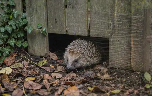 Igel nutzt einen bodennahen Durchgang unter einem hölzernen Gartenzaun; Thema Gartentische, Schwerpunkt Reparatur; Kontrolle.