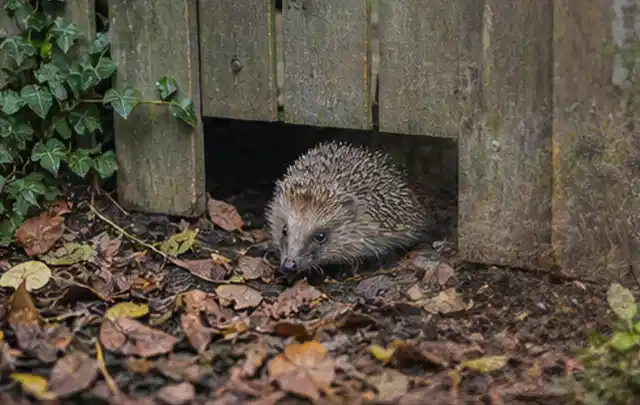 Igel nutzt einen bodennahen Durchgang unter einem hölzernen Gartenzaun; Thema Gartentische, Schwerpunkt Sicherheit; Ergebnis.