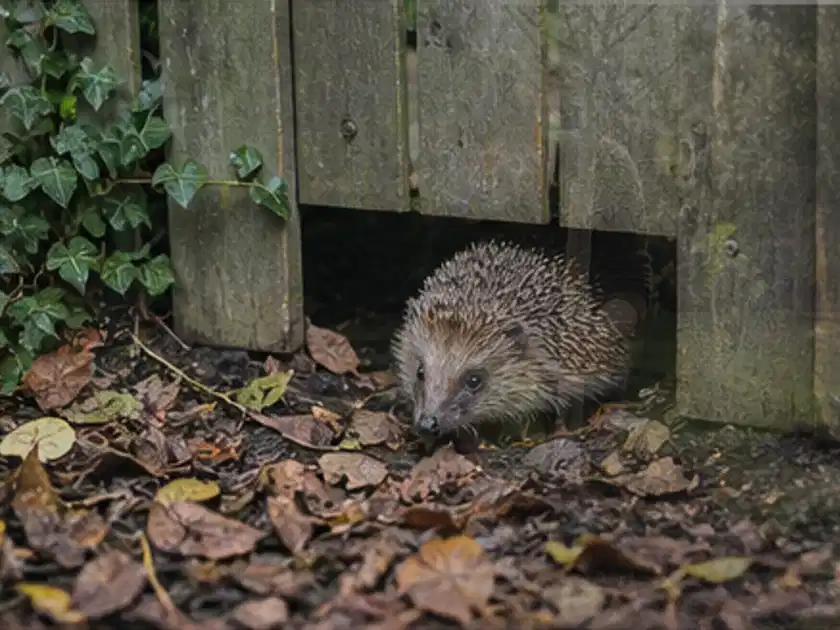 Igel nutzt einen bodennahen Durchgang unter einem hölzernen Gartenzaun; Thema Gartentische, Schwerpunkt Systemvergleich; Titelbild.