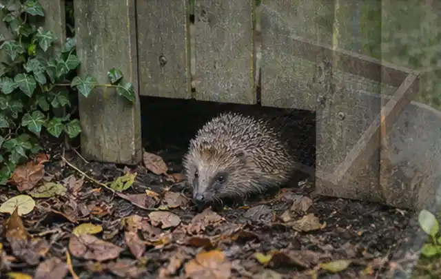 Igel nutzt einen bodennahen Durchgang unter einem hölzernen Gartenzaun; Thema Gartentische, Schwerpunkt Testkriterien; Praxisalltag.
