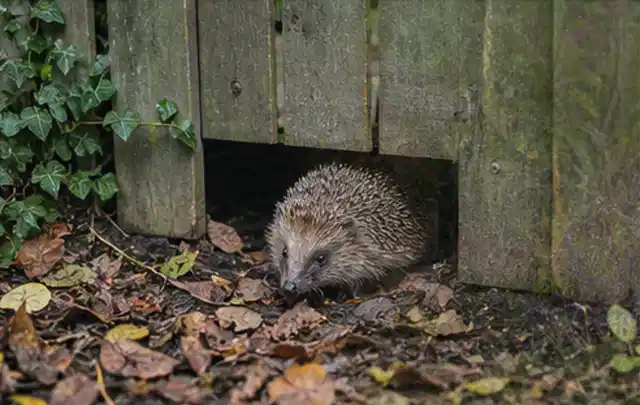 Igel nutzt einen bodennahen Durchgang unter einem hölzernen Gartenzaun; Thema Gartentische, Schwerpunkt Wartung; Ausgangslage.