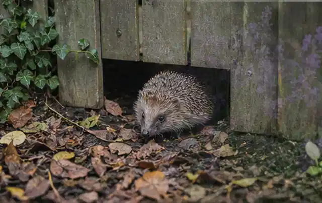 Igel nutzt einen bodennahen Durchgang unter einem hölzernen Gartenzaun; Thema Gartentische, Schwerpunkt Winterlager; Ausgangslage.
