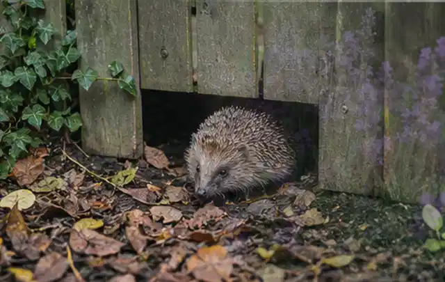 Igel nutzt einen bodennahen Durchgang unter einem hölzernen Gartenzaun; Thema Gasgrills, Schwerpunkt Dimensionierung; Ausgangslage.