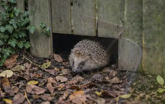 Igel nutzt einen bodennahen Durchgang unter einem hölzernen Gartenzaun; Thema Gasgrills, Schwerpunkt Ersatzteile; Kontrolle.