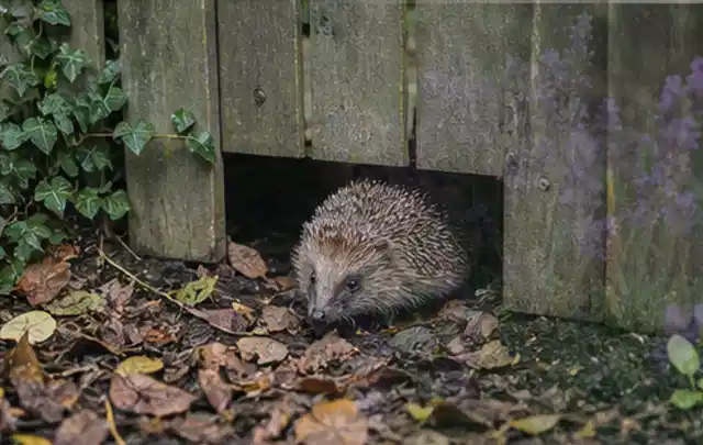Igel nutzt einen bodennahen Durchgang unter einem hölzernen Gartenzaun; Thema Gasgrills, Schwerpunkt Fehlerhilfe; Umsetzung.