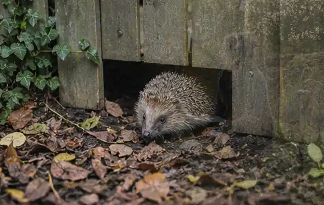 Igel nutzt einen bodennahen Durchgang unter einem hölzernen Gartenzaun; Thema Gasgrills, Schwerpunkt Gärten mit kleiner Fläche; Umsetzung.