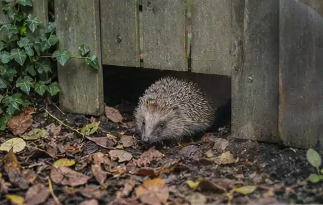 Igel nutzt einen bodennahen Durchgang unter einem hölzernen Gartenzaun; Thema Gasgrills, Schwerpunkt Kaufberatung; Praxisalltag.
