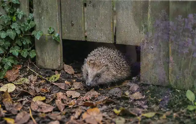 Igel nutzt einen bodennahen Durchgang unter einem hölzernen Gartenzaun; Thema Gasgrills, Schwerpunkt Kosten; Ergebnis.
