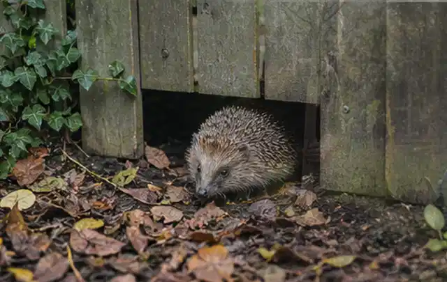 Igel nutzt einen bodennahen Durchgang unter einem hölzernen Gartenzaun; Thema Gasgrills, Schwerpunkt Leistung; Praxisalltag.