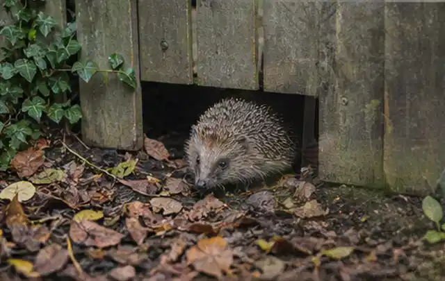 Igel nutzt einen bodennahen Durchgang unter einem hölzernen Gartenzaun; Thema Gasgrills, Schwerpunkt Reinigung; Ausgangslage.