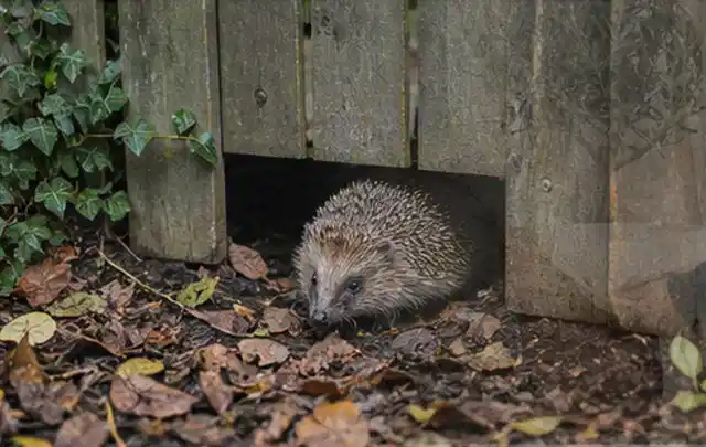 Igel nutzt einen bodennahen Durchgang unter einem hölzernen Gartenzaun; Thema Gasgrills, Schwerpunkt Reparatur; Ergebnis.