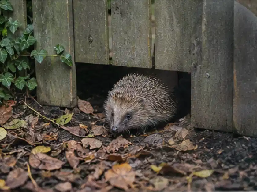 Igel nutzt einen bodennahen Durchgang unter einem hölzernen Gartenzaun; Thema Gasgrills, Schwerpunkt Systemvergleich; Titelbild.