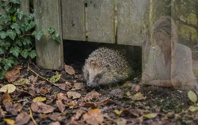 Igel nutzt einen bodennahen Durchgang unter einem hölzernen Gartenzaun; Thema Gasgrills, Schwerpunkt Testkriterien; Praxisalltag.