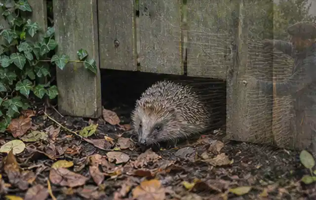 Igel nutzt einen bodennahen Durchgang unter einem hölzernen Gartenzaun; Thema Gasgrills, Schwerpunkt Winterlager; Ergebnis.