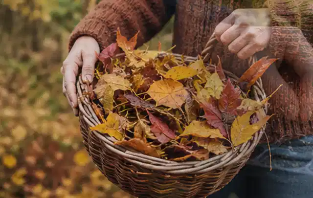 Person sammelt farbiges Herbstlaub in einem geflochtenen Gartenkorb; Thema Gebrauchsrasen, Schwerpunkt Bewässerung; Ausgangslage.