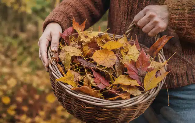 Person sammelt farbiges Herbstlaub in einem geflochtenen Gartenkorb; Thema Gebrauchsrasen, Schwerpunkt Bodenpflege; Ergebnis.