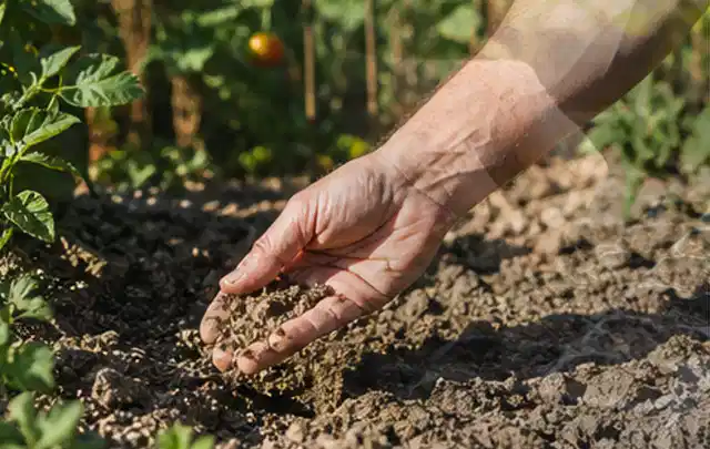 Hand prüft trockene krümelige Gartenerde während einer warmen Sommerphase; Thema Gebrauchsrasen, Schwerpunkt Bodenpflege; Praxisalltag.
