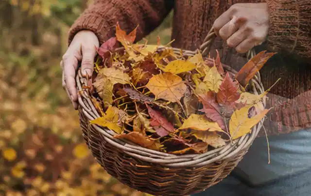 Person sammelt farbiges Herbstlaub in einem geflochtenen Gartenkorb; Thema Gebrauchsrasen, Schwerpunkt Checkliste; Ergebnis.