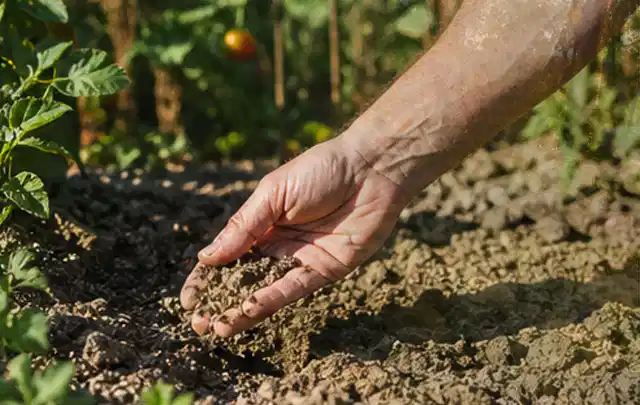Hand prüft trockene krümelige Gartenerde während einer warmen Sommerphase; Thema Gebrauchsrasen, Schwerpunkt Düngung; Kontrolle.