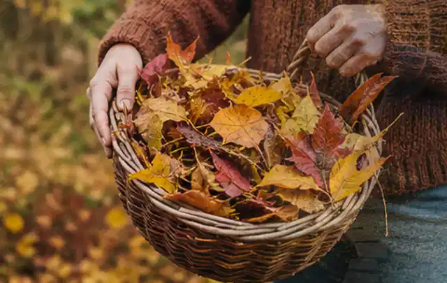 Person sammelt farbiges Herbstlaub in einem geflochtenen Gartenkorb; Thema Gebrauchsrasen, Schwerpunkt Frühjahr; Umsetzung.