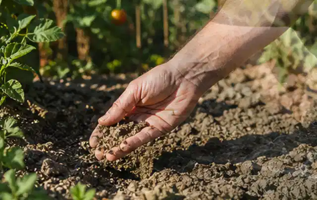 Hand prüft trockene krümelige Gartenerde während einer warmen Sommerphase; Thema Gebrauchsrasen, Schwerpunkt Herbstpflege; Praxisalltag.