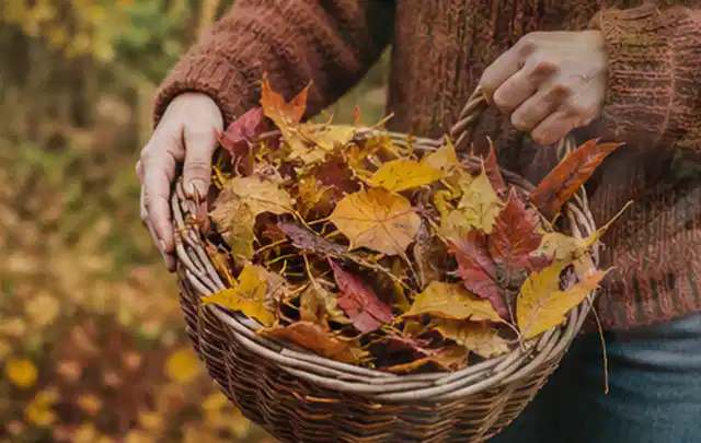 Person sammelt farbiges Herbstlaub in einem geflochtenen Gartenkorb; Thema Gebrauchsrasen, Schwerpunkt Hitzeschutz; Kontrolle.
