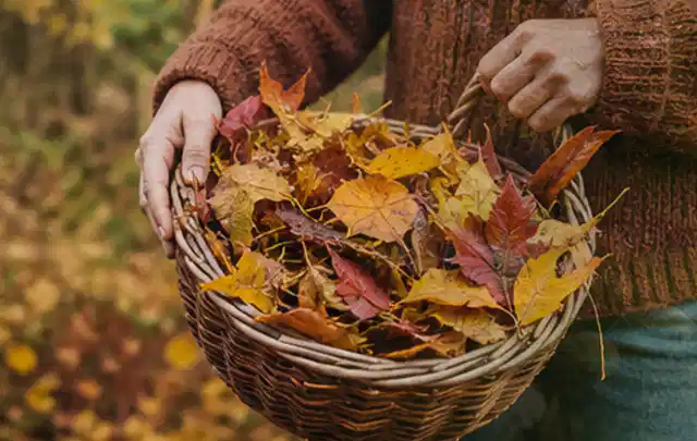 Person sammelt farbiges Herbstlaub in einem geflochtenen Gartenkorb; Thema Gebrauchsrasen, Schwerpunkt Kosten; Kontrolle.