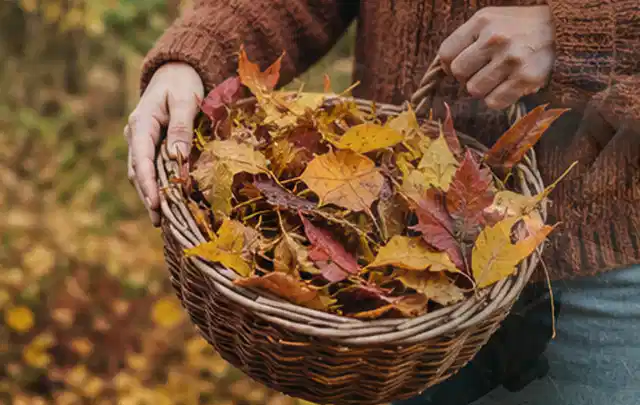 Person sammelt farbiges Herbstlaub in einem geflochtenen Gartenkorb; Thema Gebrauchsrasen, Schwerpunkt Moos; Umsetzung.