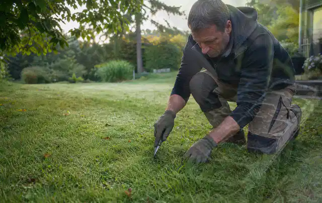 Person prüft den Boden einer gepflegten Rasenfläche im Garten; Thema Gebrauchsrasen, Schwerpunkt Moos; Ergebnis.