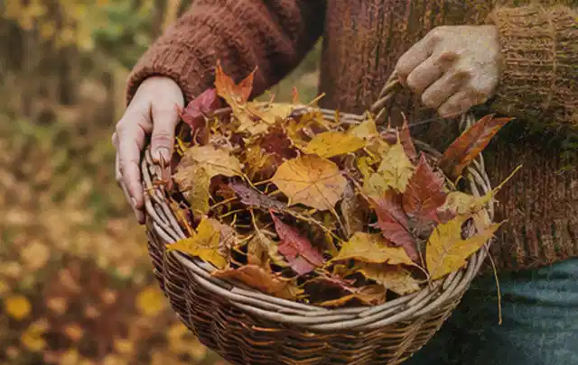 Person sammelt farbiges Herbstlaub in einem geflochtenen Gartenkorb; Thema Gebrauchsrasen, Schwerpunkt Nachsaat; Umsetzung.