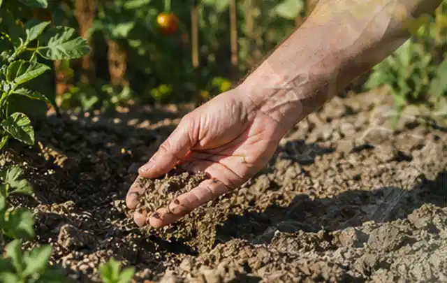 Hand prüft trockene krümelige Gartenerde während einer warmen Sommerphase; Thema Gebrauchsrasen, Schwerpunkt Neuanlage; Ausgangslage.