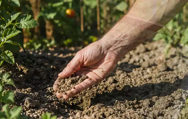 Hand prüft trockene krümelige Gartenerde während einer warmen Sommerphase; Thema Gebrauchsrasen, Schwerpunkt Rasengesundheit; Ausgangslage.