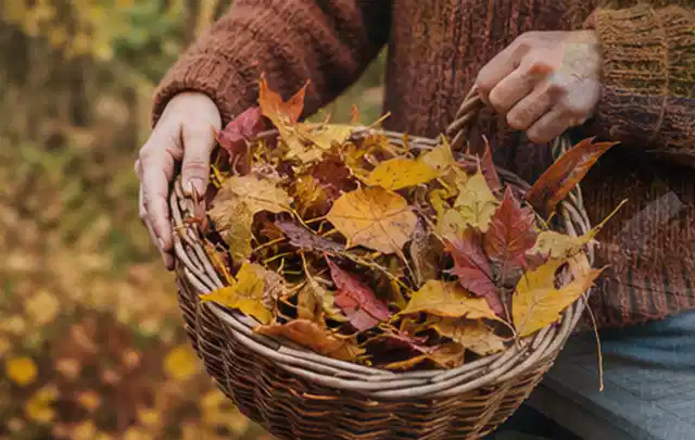 Person sammelt farbiges Herbstlaub in einem geflochtenen Gartenkorb; Thema Gebrauchsrasen, Schwerpunkt Rasengesundheit; Umsetzung.