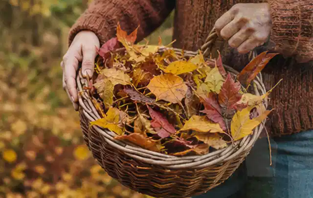 Person sammelt farbiges Herbstlaub in einem geflochtenen Gartenkorb; Thema Gebrauchsrasen, Schwerpunkt Rasenpflege; Umsetzung.