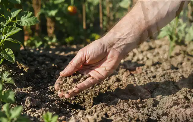 Hand prüft trockene krümelige Gartenerde während einer warmen Sommerphase; Thema Gebrauchsrasen, Schwerpunkt Rasenschnitt; Kontrolle.