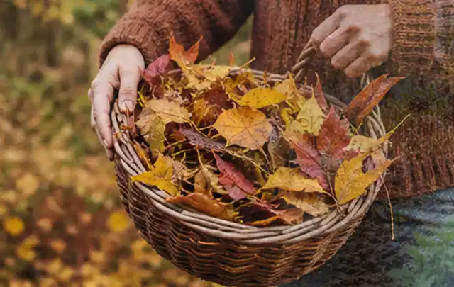 Person sammelt farbiges Herbstlaub in einem geflochtenen Gartenkorb; Thema Gebrauchsrasen, Schwerpunkt Vertikutieren; Ausgangslage.