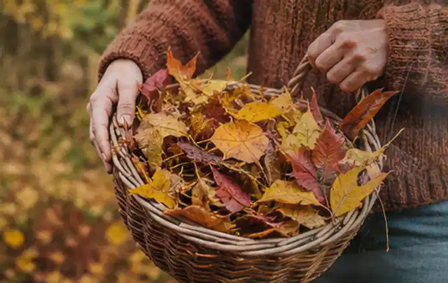 Person sammelt farbiges Herbstlaub in einem geflochtenen Gartenkorb; Thema Gebrauchsrasen, Schwerpunkt Winterpflege; Ausgangslage.